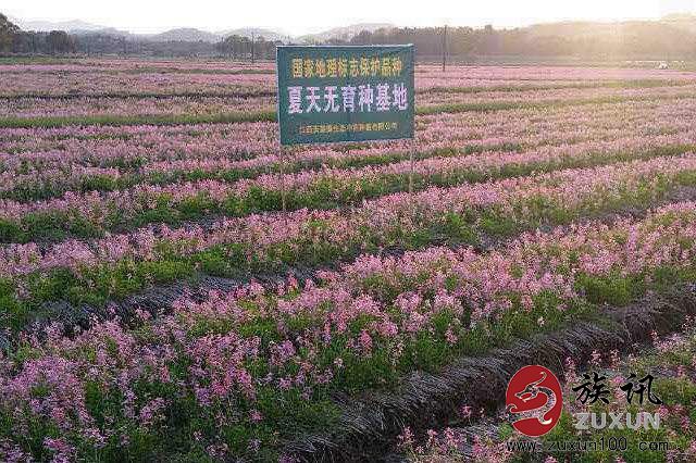 余江夏天无