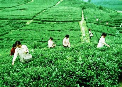 小布岩茶叶