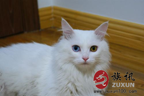 临清狮猫