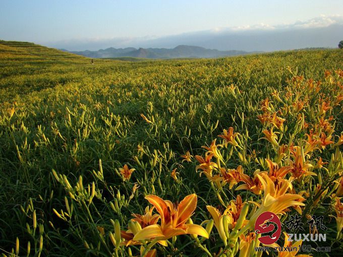 沽源黄花菜