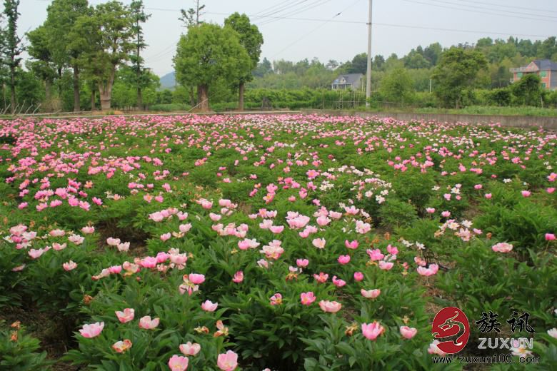 杭州芍药