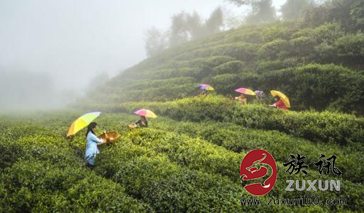 青龙乡：名茶“龙潭翠毫”