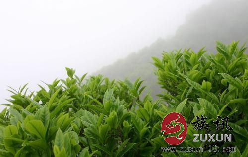 花果山云雾茶