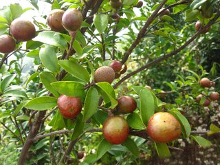 株洲油茶