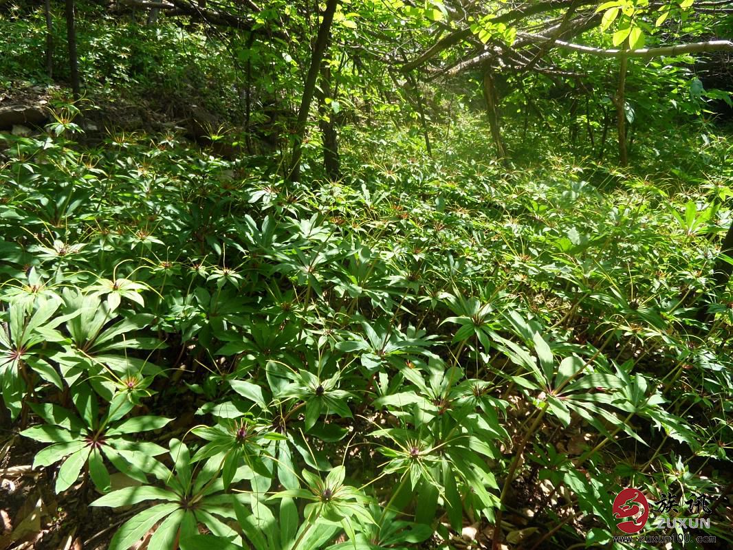 伏龙山七叶一枝花