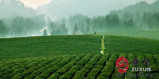 宜都天然富锌茶