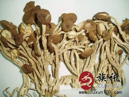 龙川茶树菇