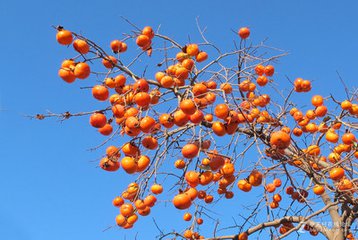 王村红柿