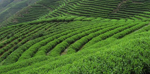 红河茶叶