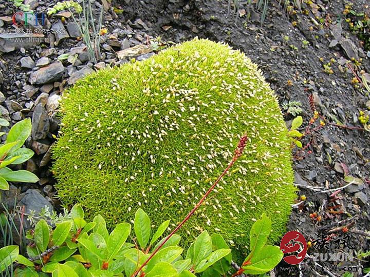 雪灵芝