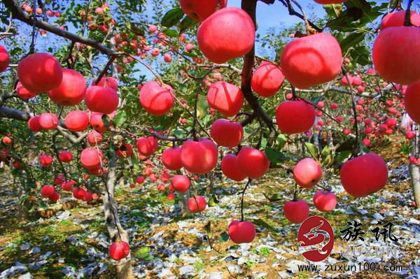 黄龙苹果