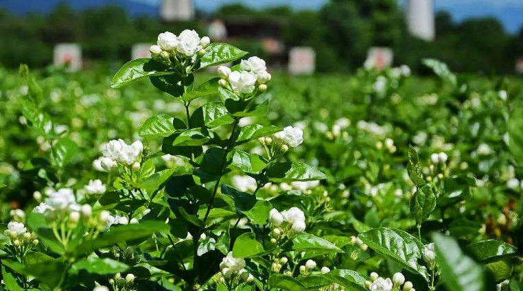 福州茉莉花茶