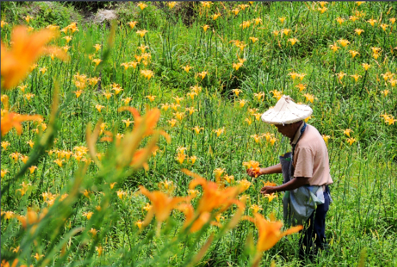 德化黄花菜