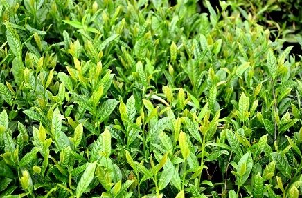 火田大茂山茶