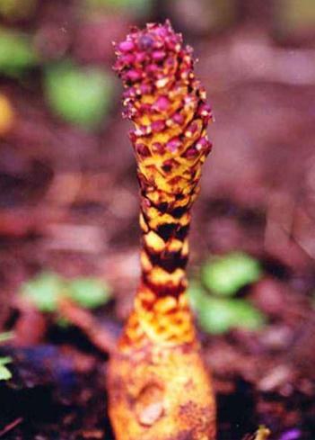 1553064426643755.png 1.png