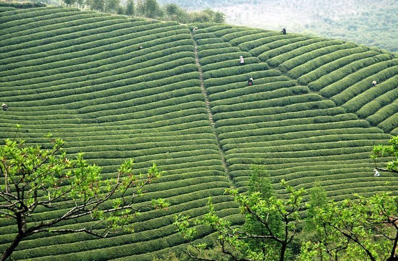 莫干山名茶