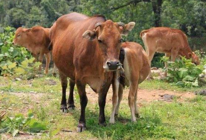 法库牛肉