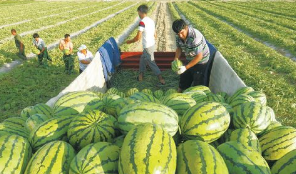 奈曼沙地无籽西瓜