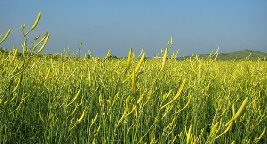 缙云黄花菜