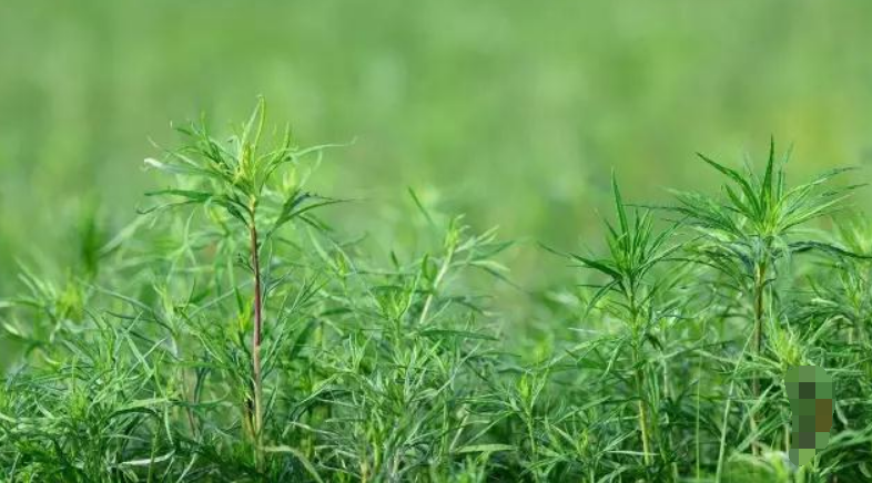 1555483146906679.png 1.png