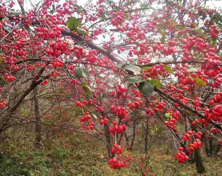 石台山茱萸