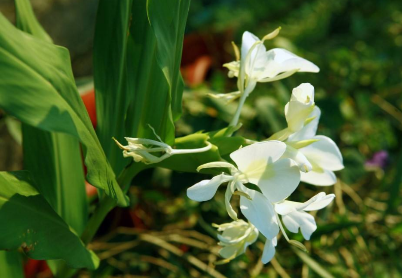 野姜花