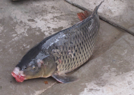 银川鲤鱼