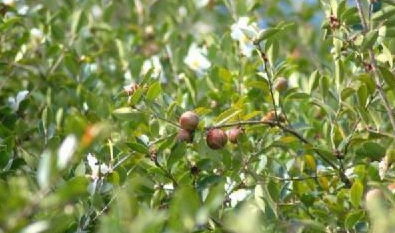 枣阳油茶