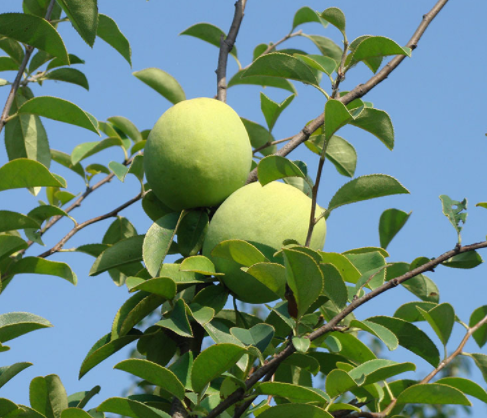 郧阳木瓜