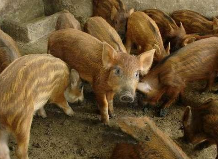 秦巴野猪肉