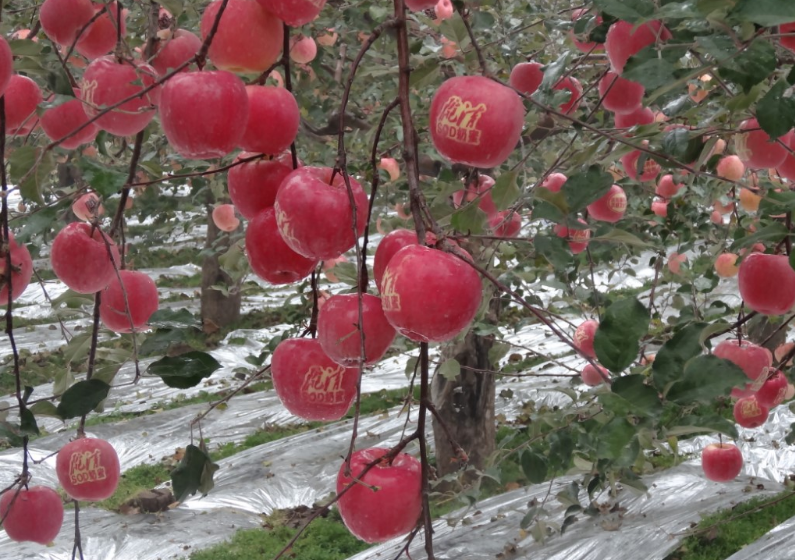 陇蜜红富士苹果