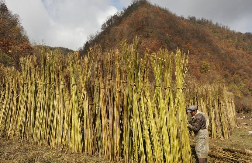 清水大麻