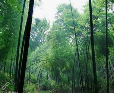 太浮山五大名竹