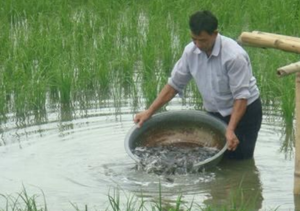 陇川稻田鱼