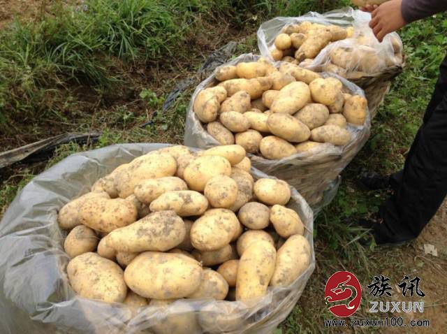 恩平马铃薯--广东省名特优新农产品