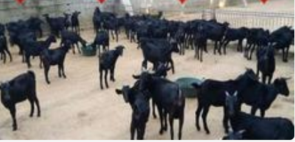 仁化红扣黑山羊