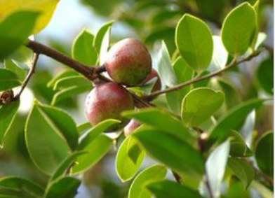 油茶树