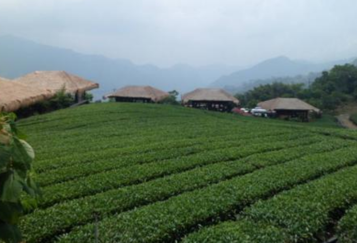 黄花山高山茶