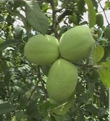 1562030243584285.png 1.png