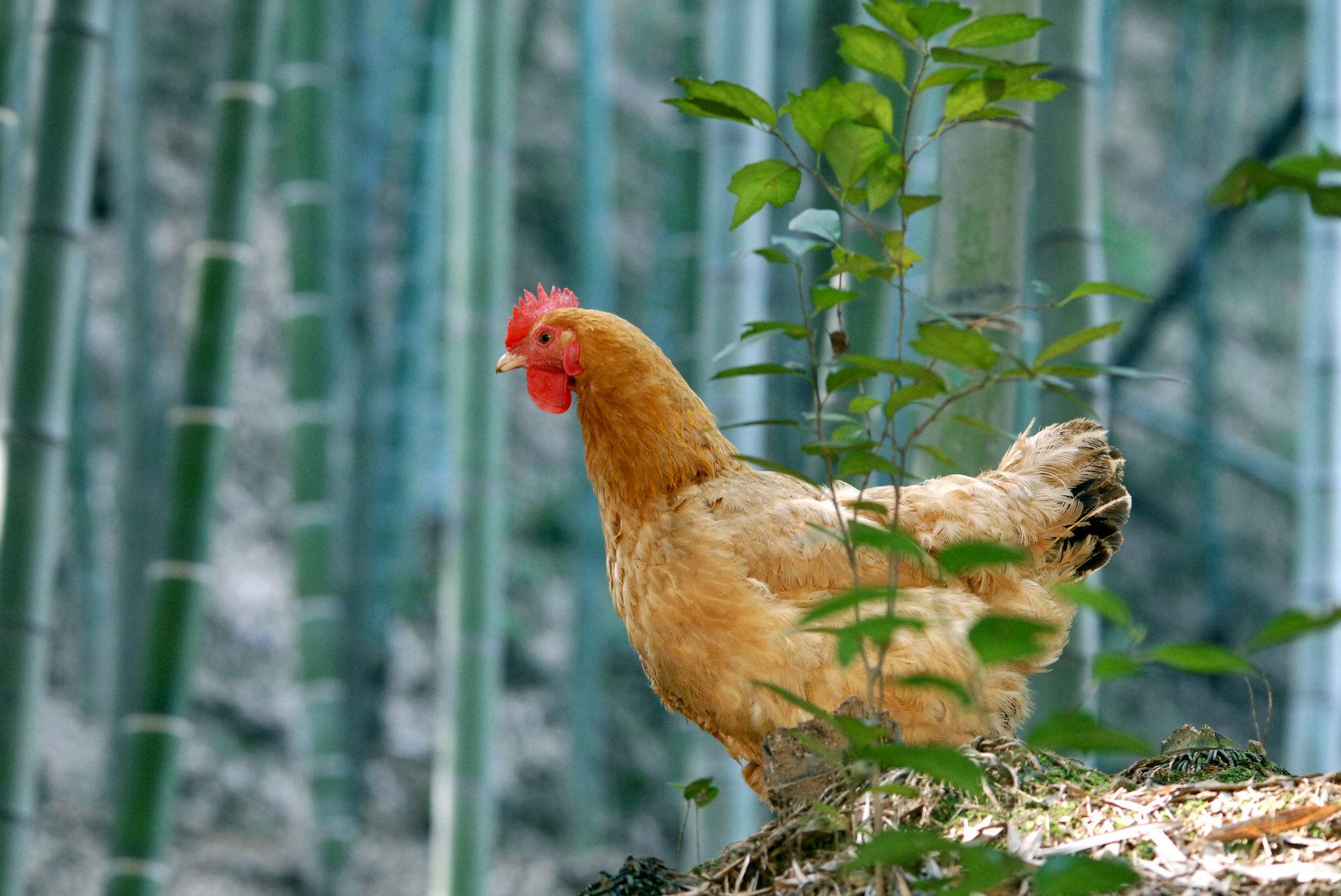 竹林鸡