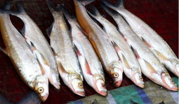 南渡江的鱼类品种图片