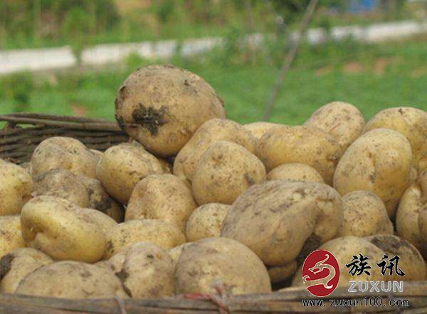 和一般產地土豆相比,朝天曾家山土豆生產週期長,含澱粉多,生長環境