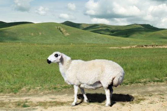 6969福海大尾羊又称阿勒泰羊,是因其原产地和种羊繁育基地都在