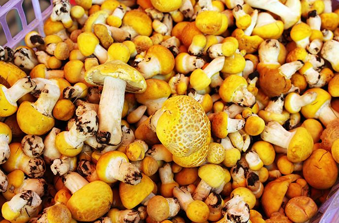 黄颜色蘑菇品种图片图片